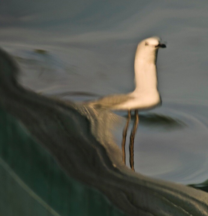 2-Reflection Seagull by Eva Polak.jpg Impressionist photography