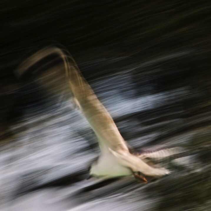 4-Pan your camera Flight by Eva Polak.jpg Impressionist photography