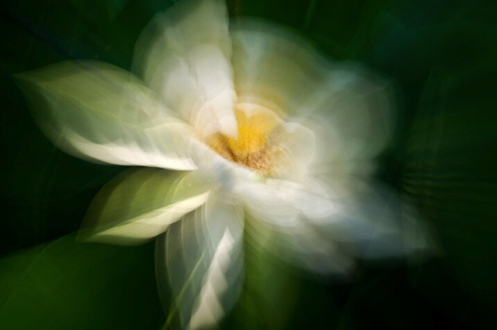 5-Zoom Water lily by Eva polak.jpg Impressionist photography
