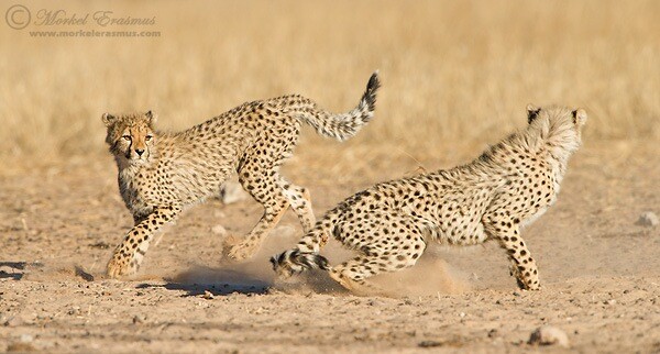 cheetahs playing