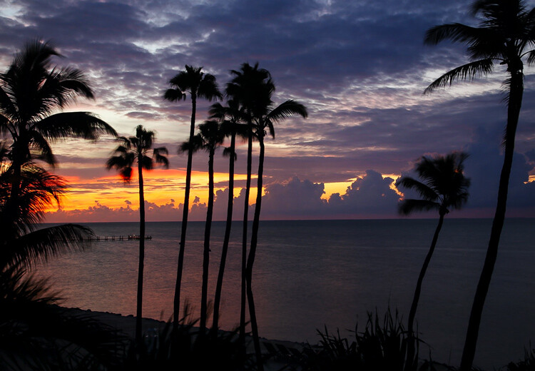 a clear shot of palm trees taken once the lens was clean