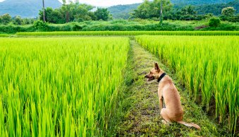 Pet Photography Settings: The Ultimate Guide