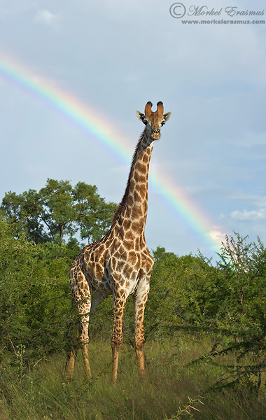 Giraffe_Rainbow giraffe with a rainbow in the background wildlife photography