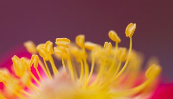 How to Choose the Perfect Macro Lens