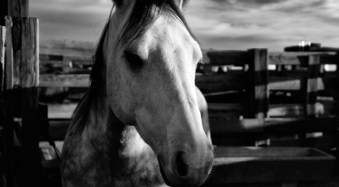 A Guide to High-Contrast Photography (+ 6 Tips)