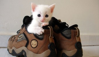 12 Tips for Gorgeous Pet Photography