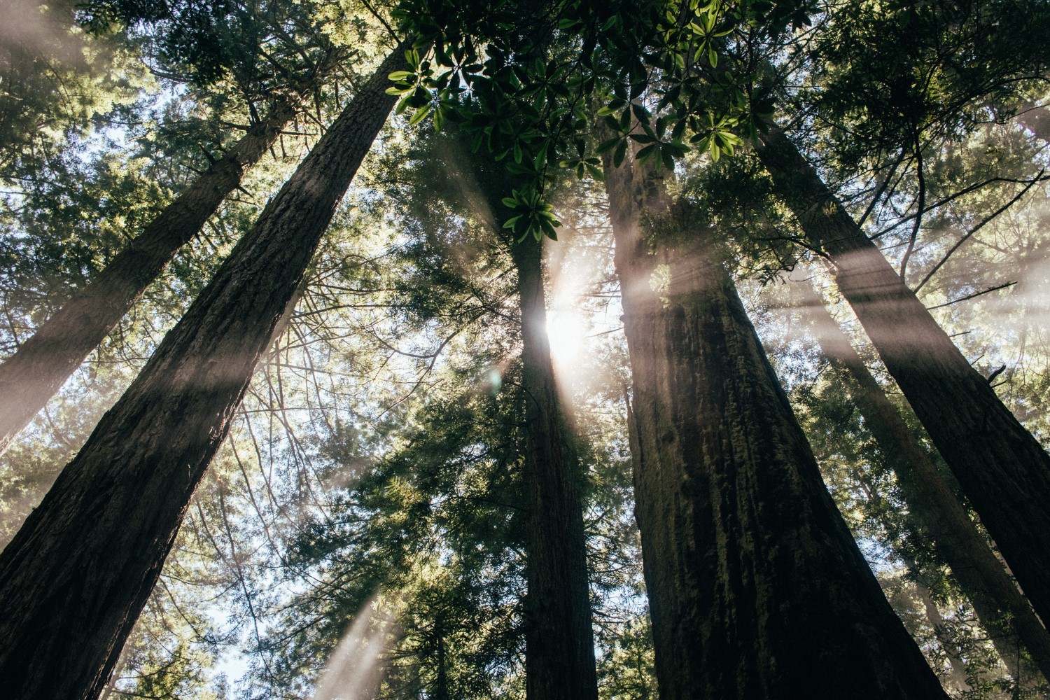 Sun flare photography