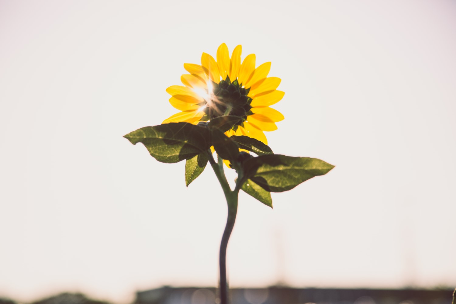 Sun flare photography