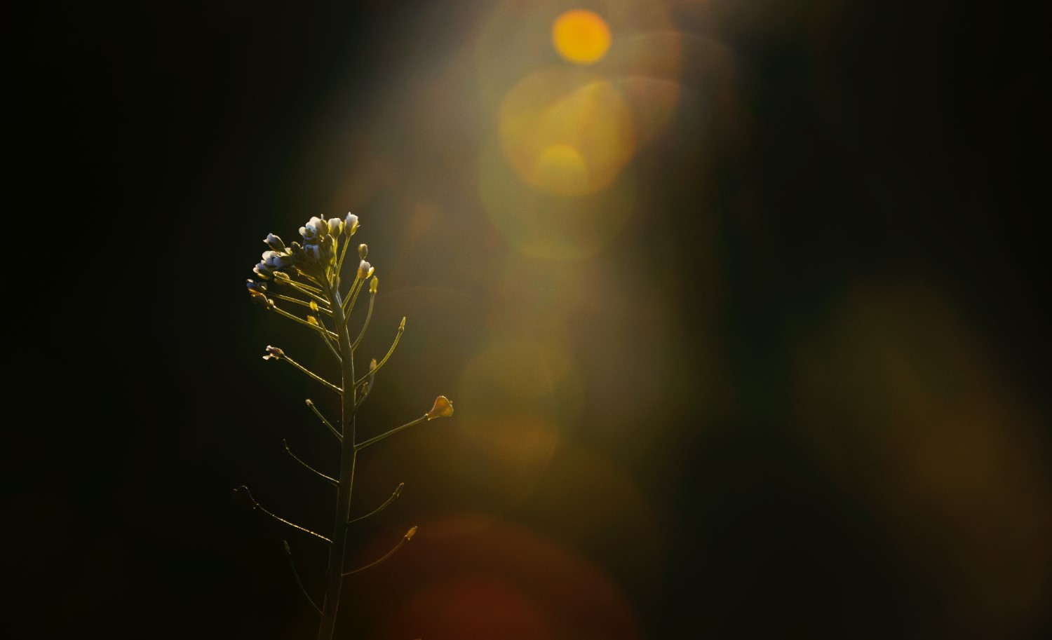 Sun flare photography