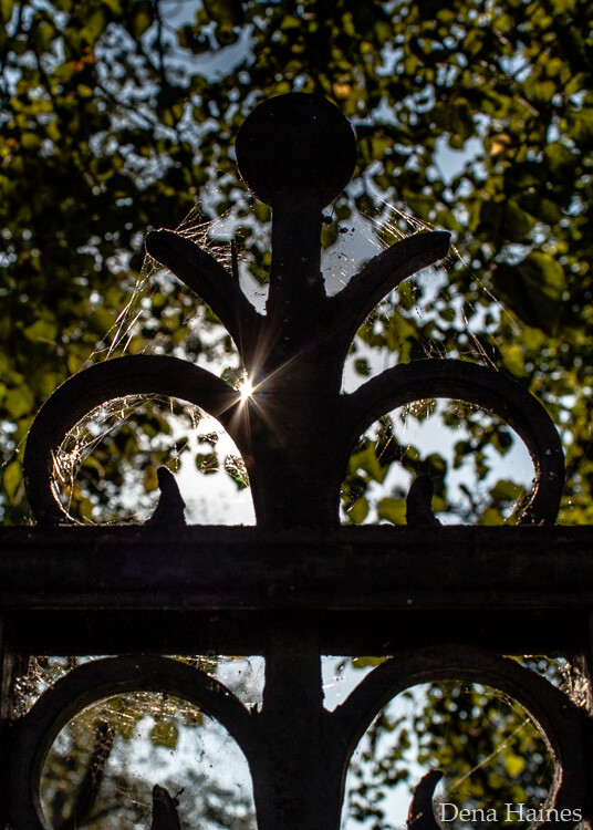 photographing sun flares