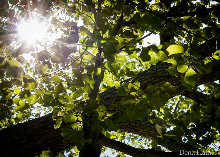 sun flares through leaves