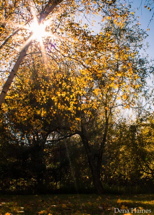 photographing with a tripod