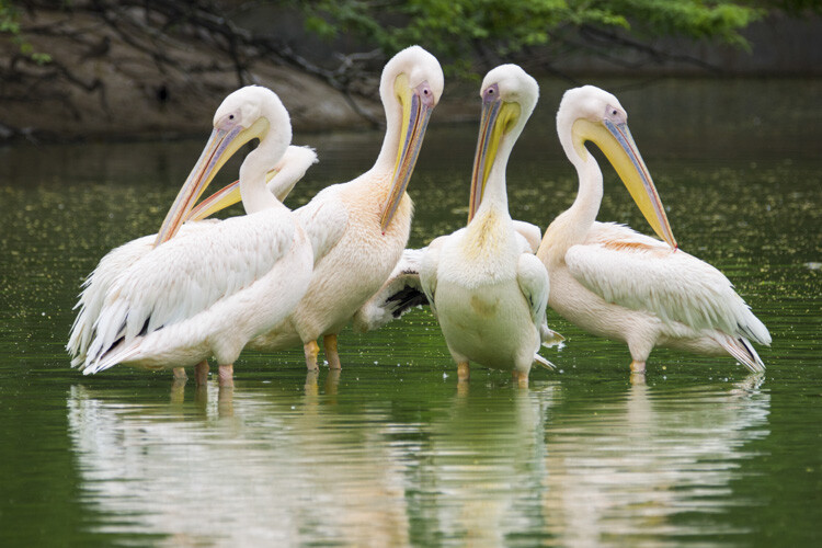 wildlife-photography-telephoto-lens-06.jpg Super-telephoto wildlife photography