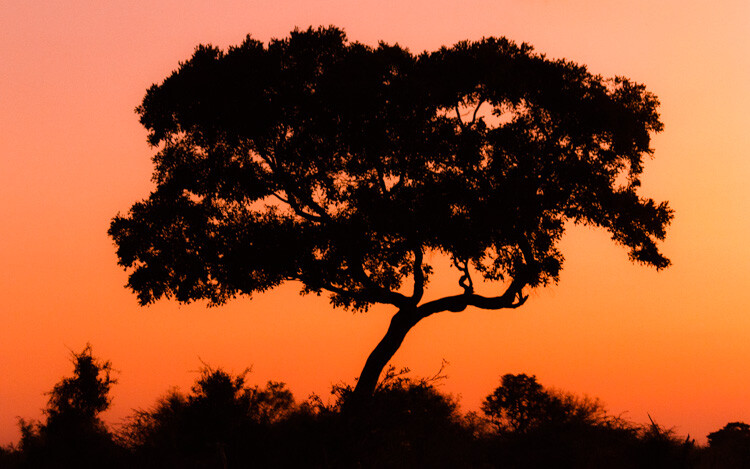 WILLCK_4_OKAVANGO_tele.jpg Wide-angle vs telephoto lenses