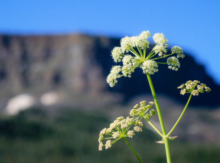 WILLCK_5_FLATTOPS.jpg Wide-angle vs telephoto lenses