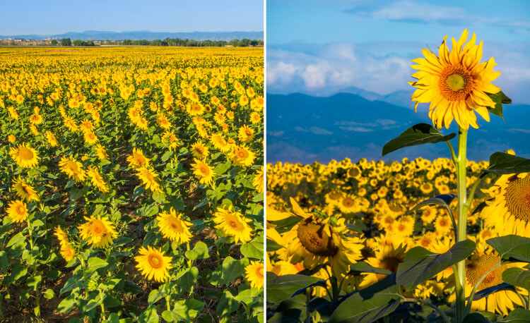 WILLCK_6_DENVER.jpg Wide-angle vs telephoto lenses