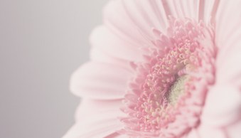 A Practical Review of the Canon 100mm f/2.8L Macro Lens